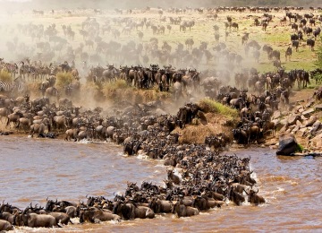 Wildebeest migration crossing the Mara River