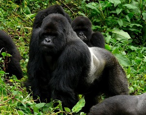 Mountain gorillas, Bwindi